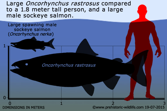 oncorhynchus-rastrosus-size.jpg