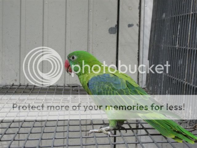 Great-billedParrot.jpg
