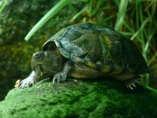 GekielteMoschusschildkrte.jpg