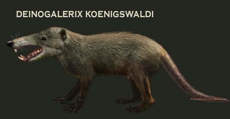 deinogalerix-30794078-1413-45fb-a03f-9a4cbc0c54c-resize-750.jpeg