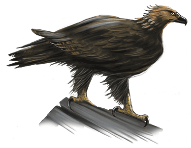 Haast-eagle.png