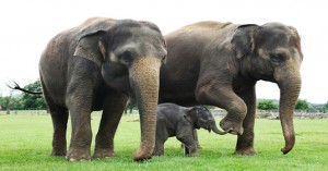 elephants-300x157.jpg