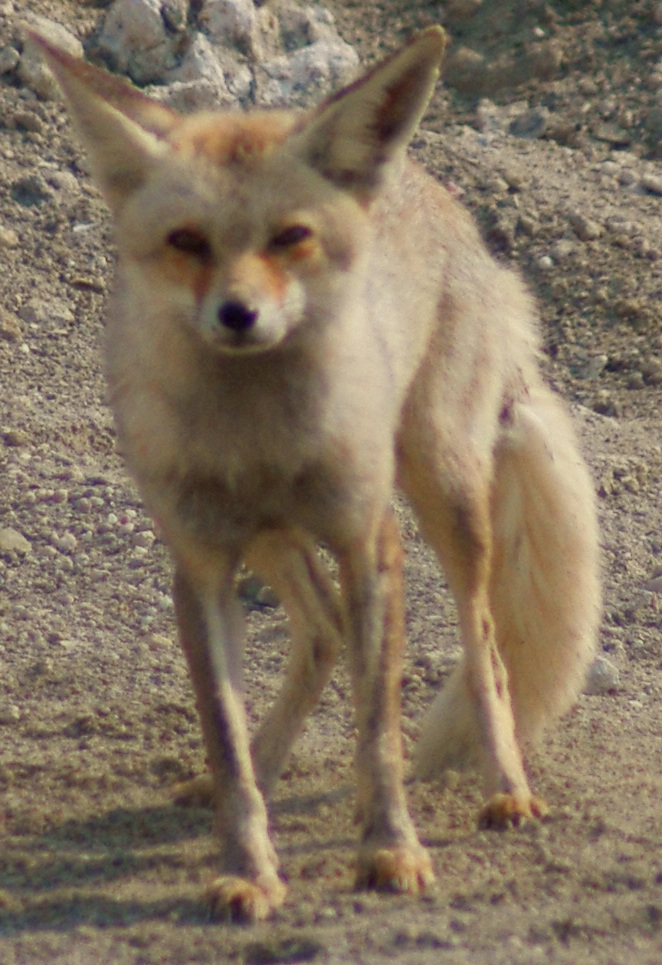 Arabian_red_fox.jpg