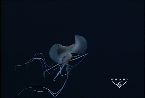 tumblr_pj9e43dway1x8q01eo1_400.gifv