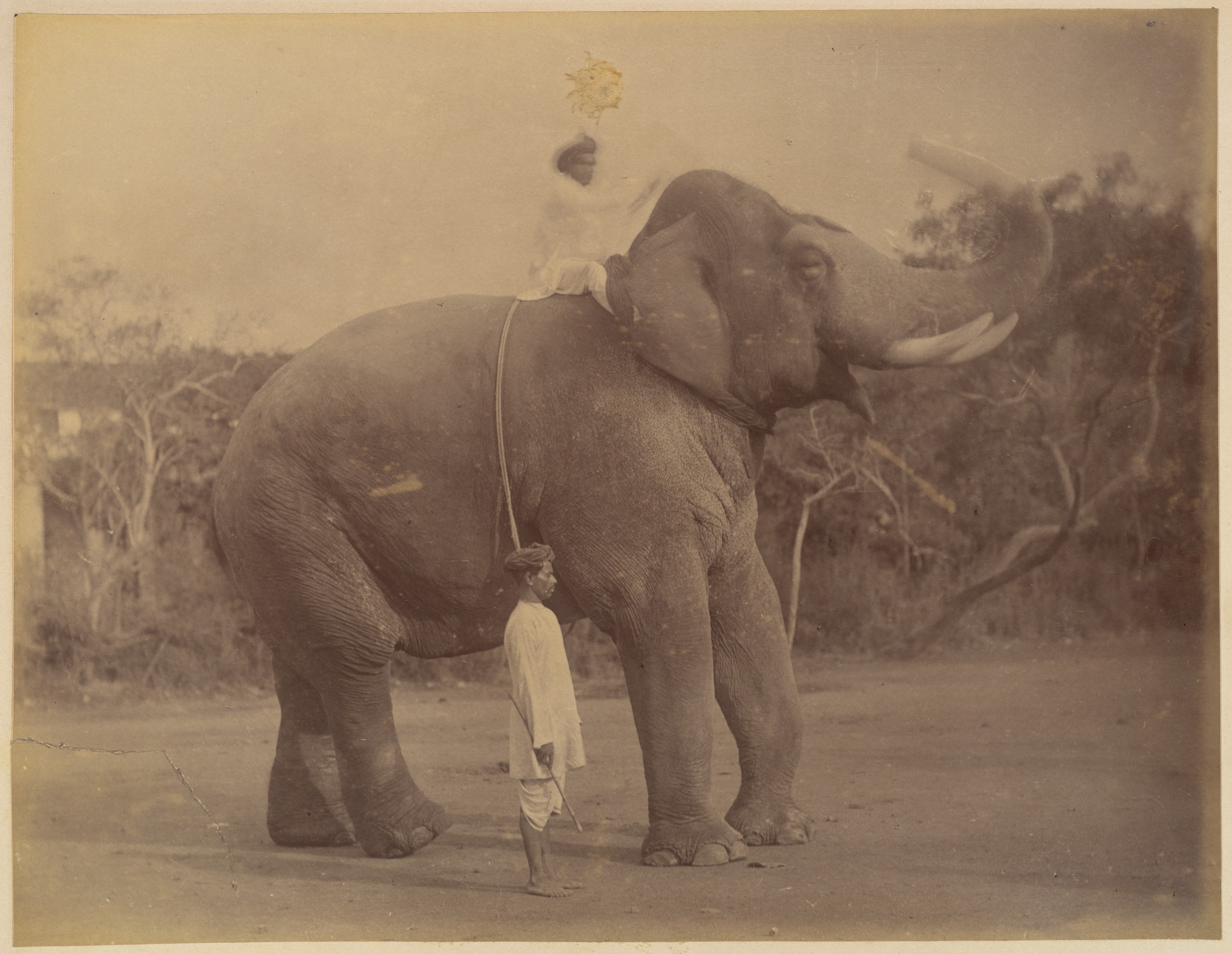 The_Great_Elephant_Saluting_MET_DP273658.jpg