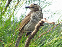 Bowerbird,_Regent_jacksnipe1990.jpg