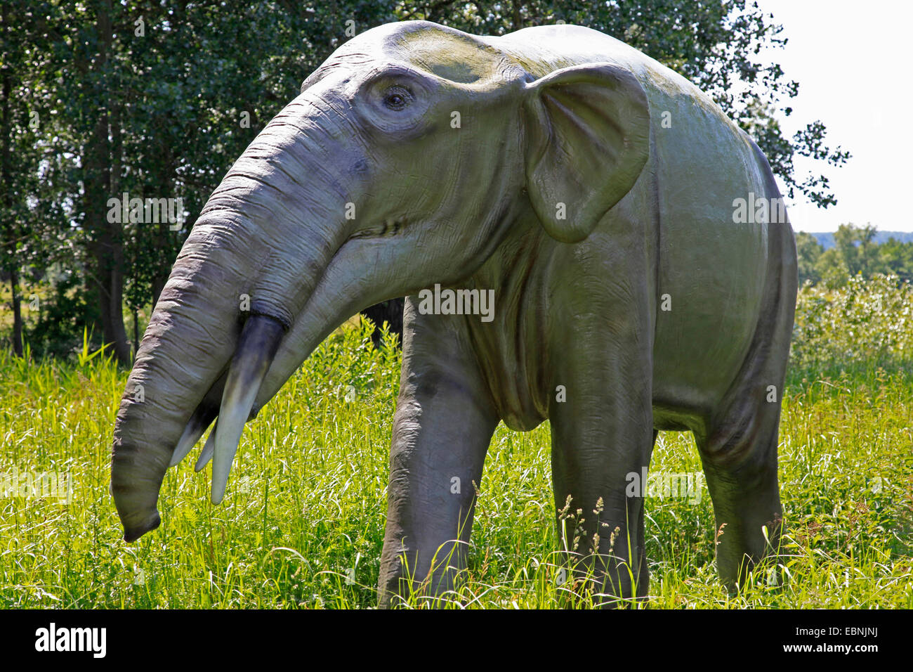 gomphotherium-gomphotherium-primitiv-extinct-elephant-EBNJNJ.jpg